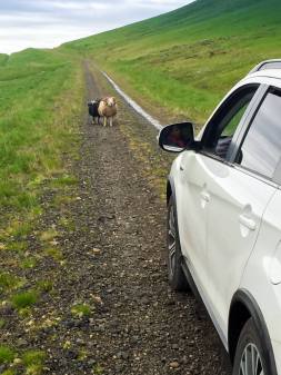 adorable Icelandic sheep blocking our way