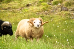 adorable Icelandic sheep