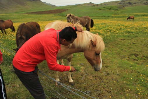 friendly Icelandic horses
